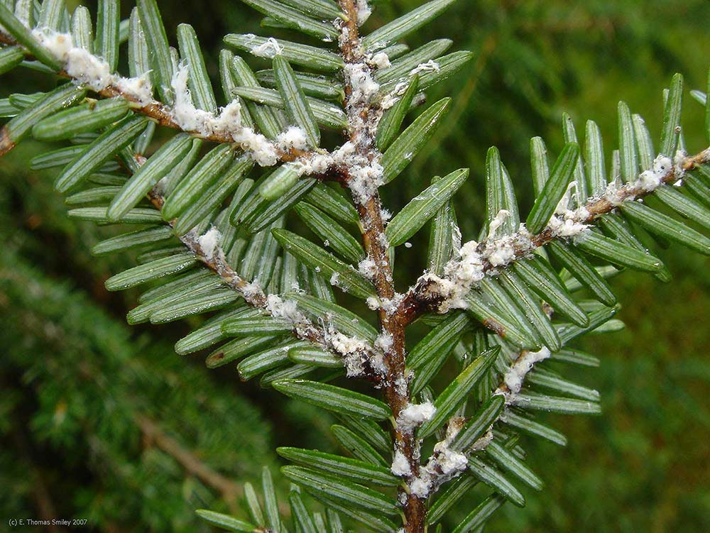 Insects and pests