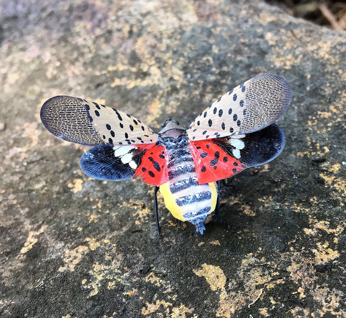 Insects and pests