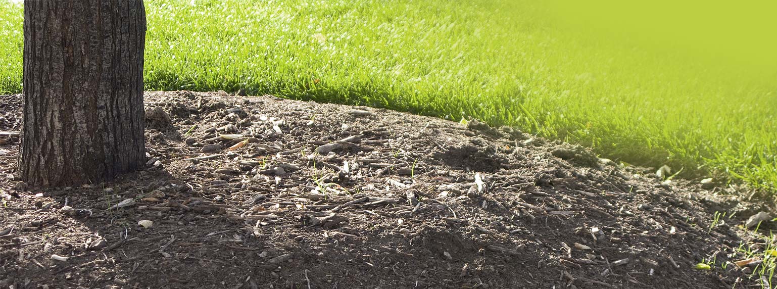 Root Collar Excavation by Bartlett Tree Experts