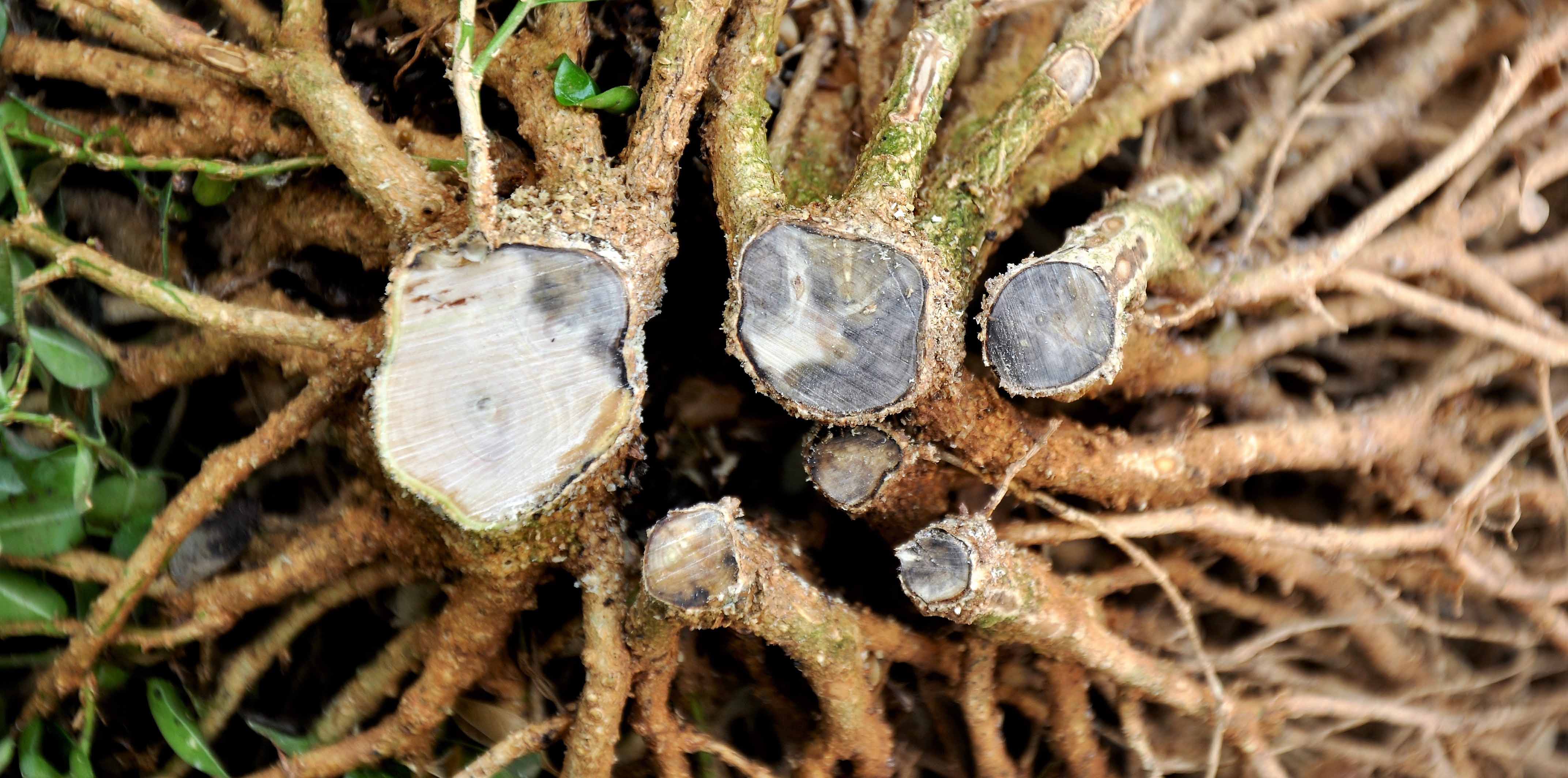 Tree diseases