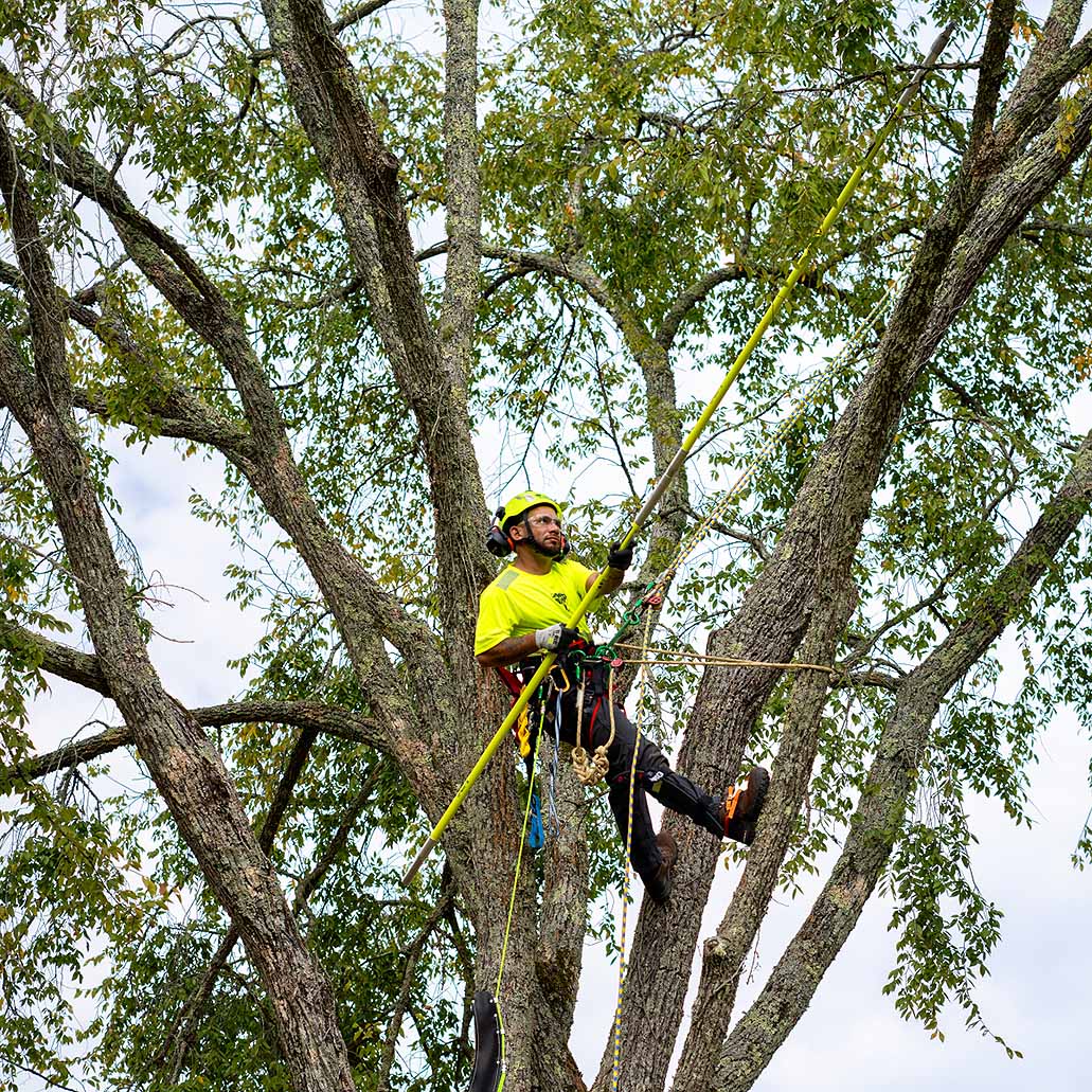 Residential tree services